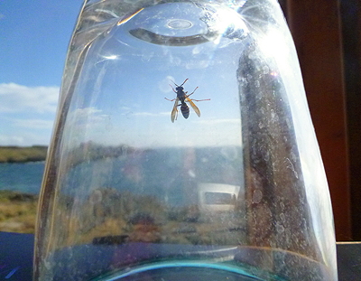 [IMAGE] yellow jacket under cup