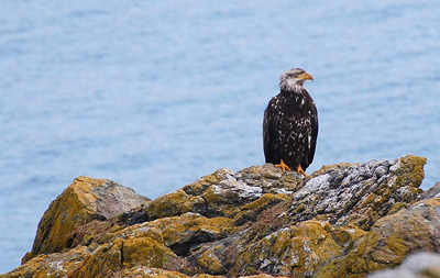 [IMAGE] almost adult eagle