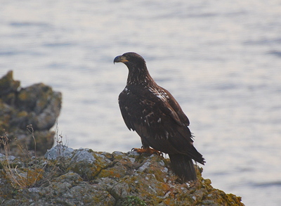 [IMAGE] younger eagle