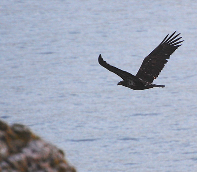 [IMAGE] younger eagle flying