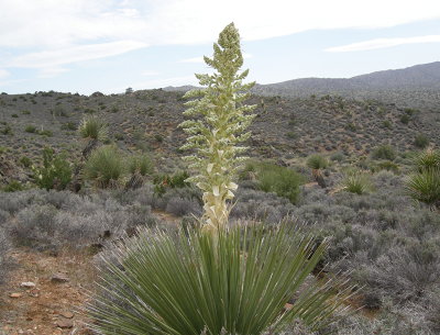 [IMAGE] blooming yucca